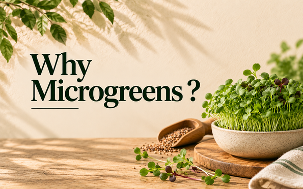The Small but Mighty Solution: Why Microgreens Deserve a Place on Every Plate